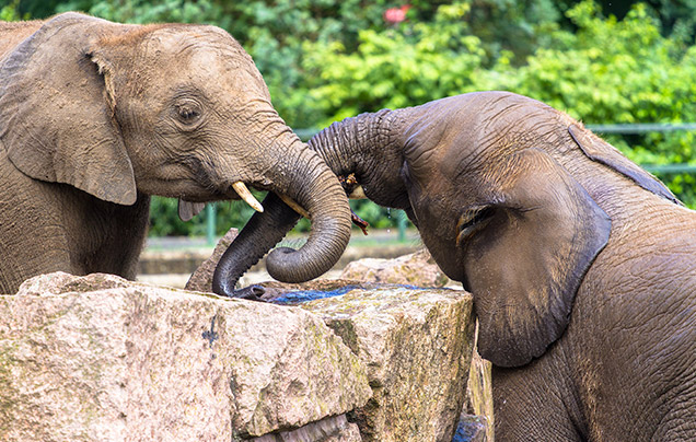 Day 11: Periyar Wildlife Reserve