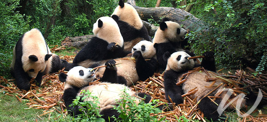 Giant Pandas, travel style