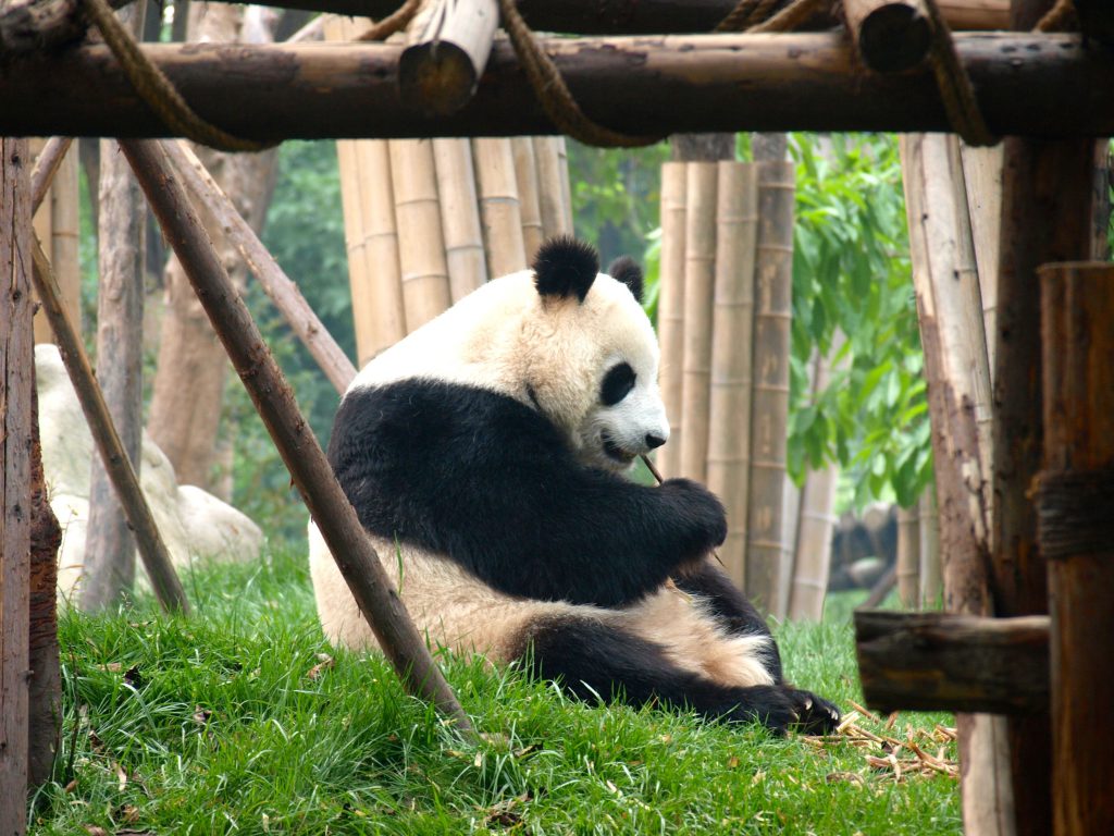 Panda, Chengdu, adventures through the himilayas