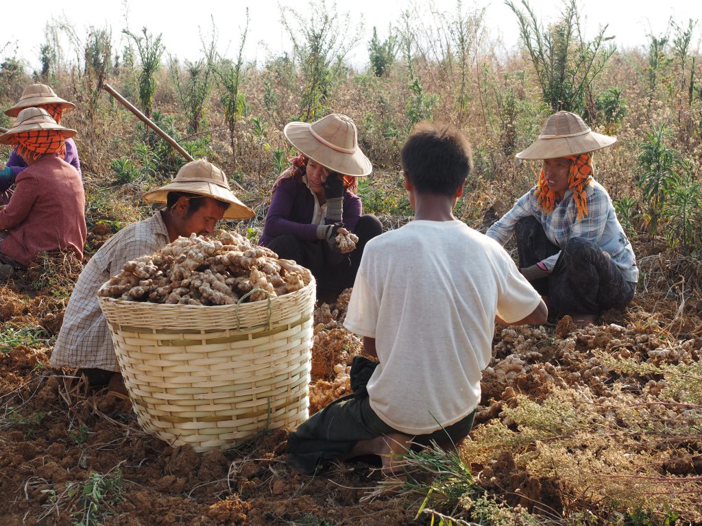 Locals Working, In focus Myanmar