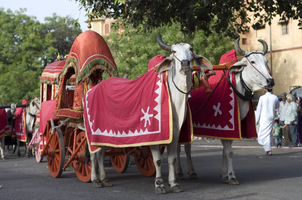 Traditional bullock cart, Jaipur