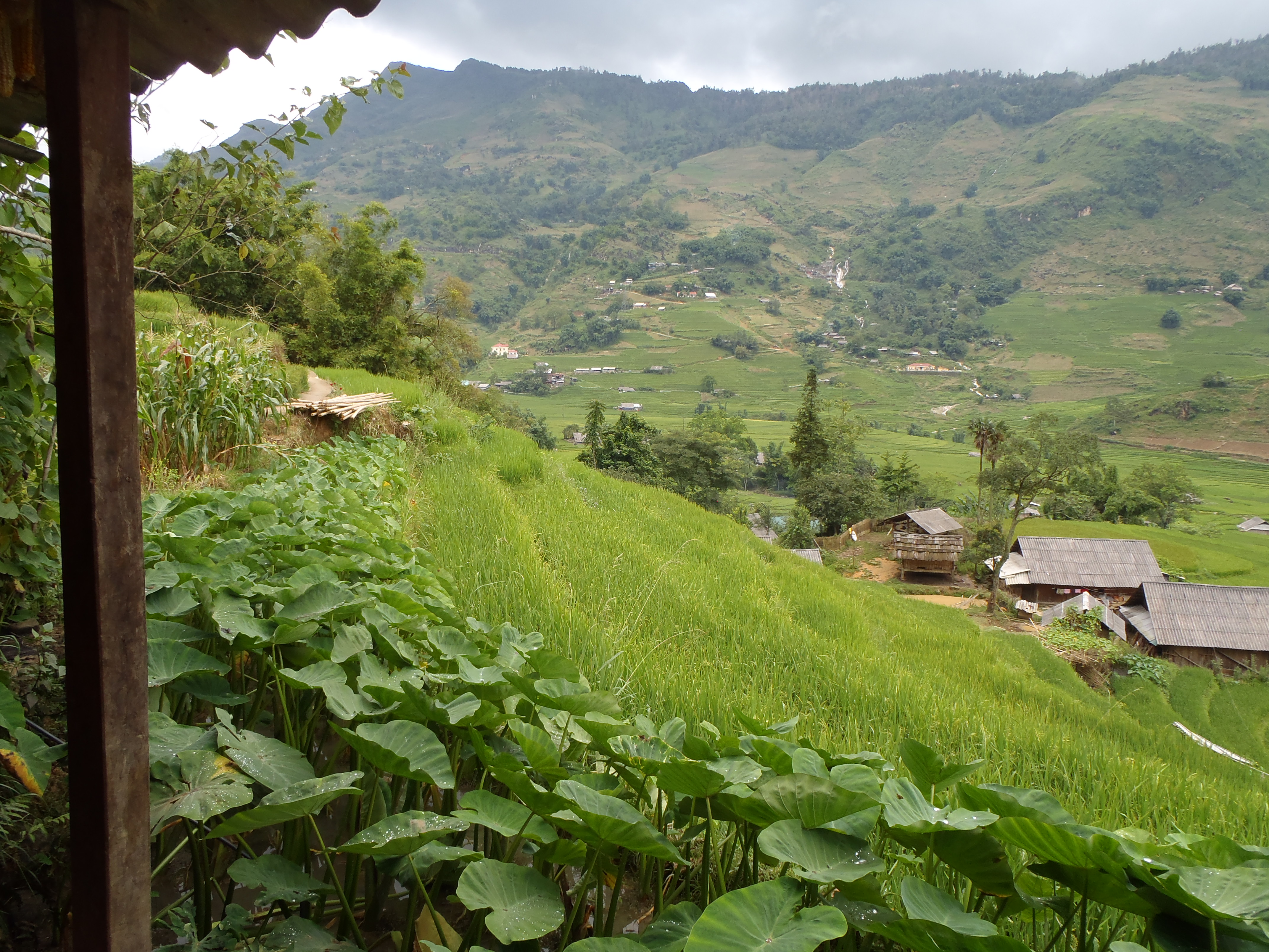 Sapa Rice Terraces, strolling sapa