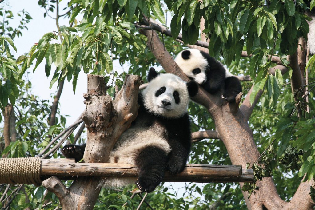 Giant Pandas, China, multi-country tours