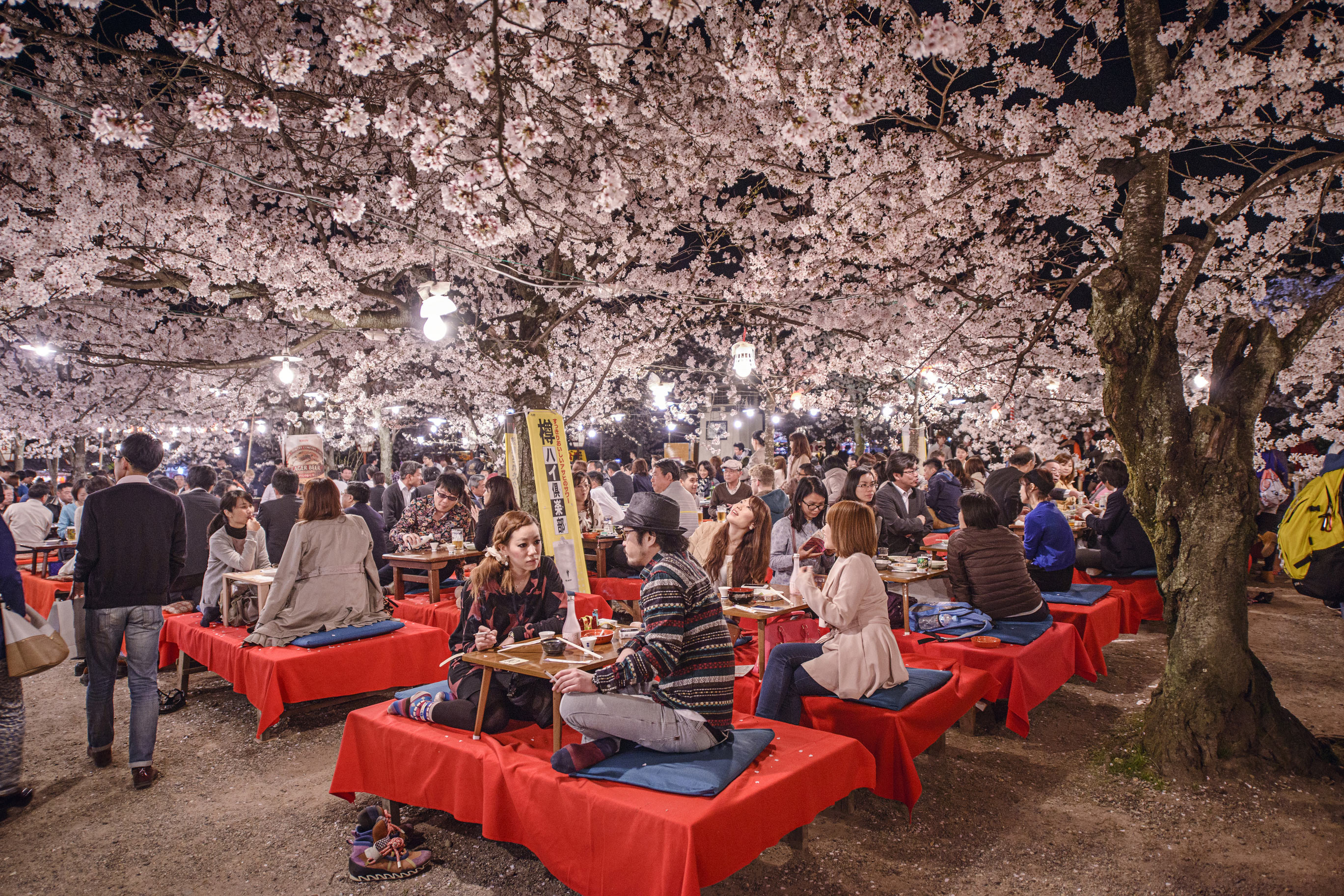 The tradition of Hanami, Kyoto, cherry blossom