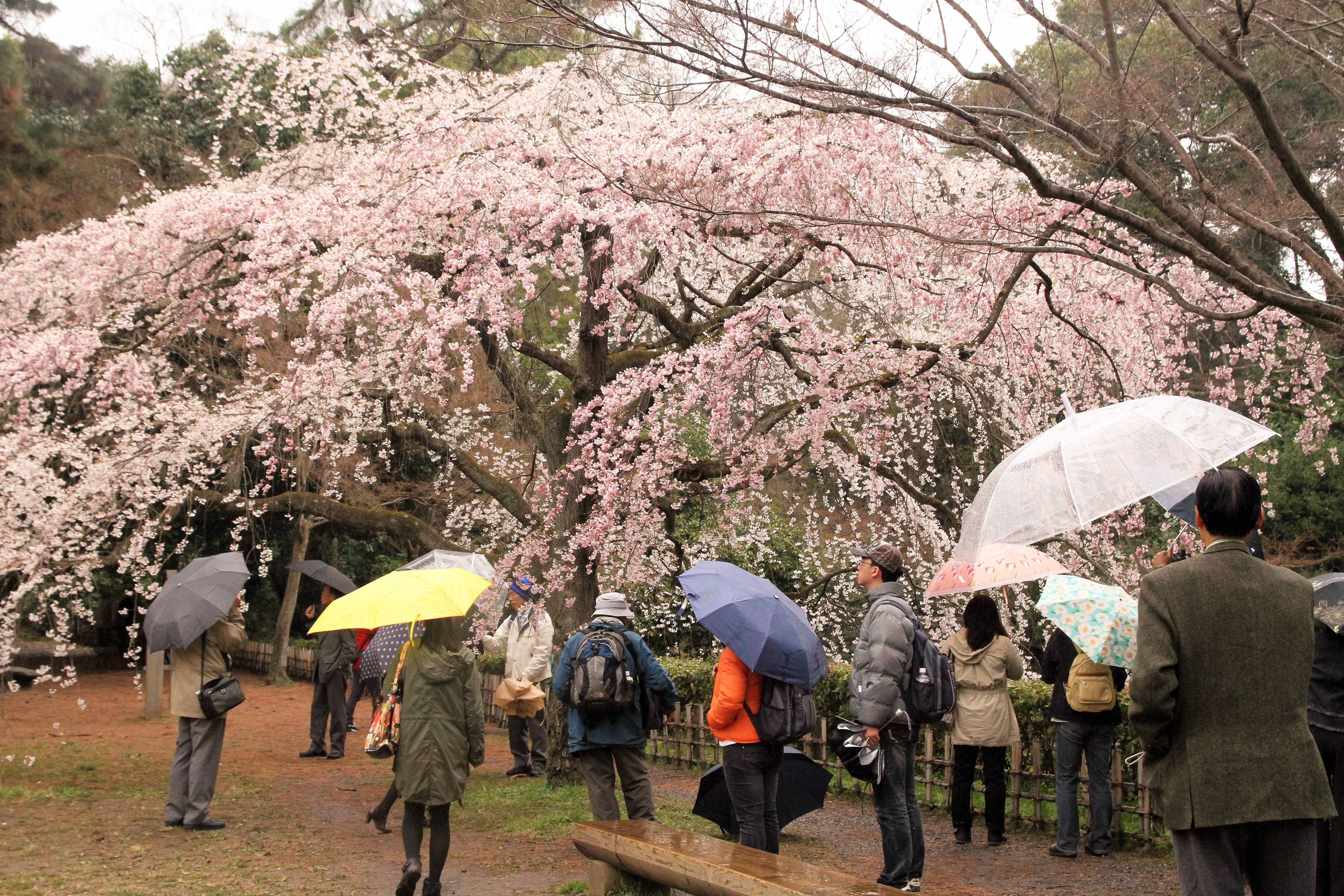 Blanket of Cherry Blossoms, Kyoto