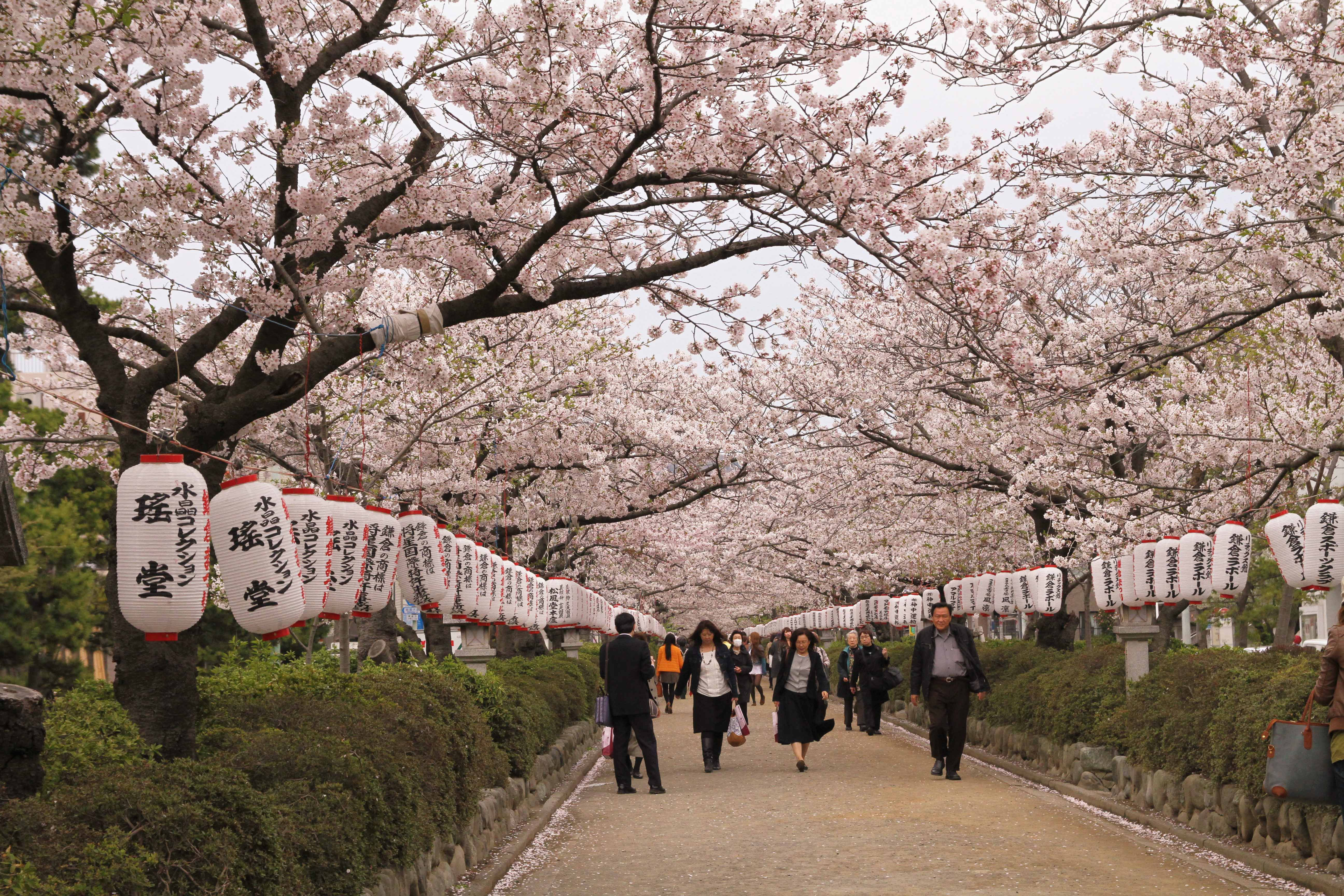 Enveloped by blossoms, Kamarkura, cherry blossoms