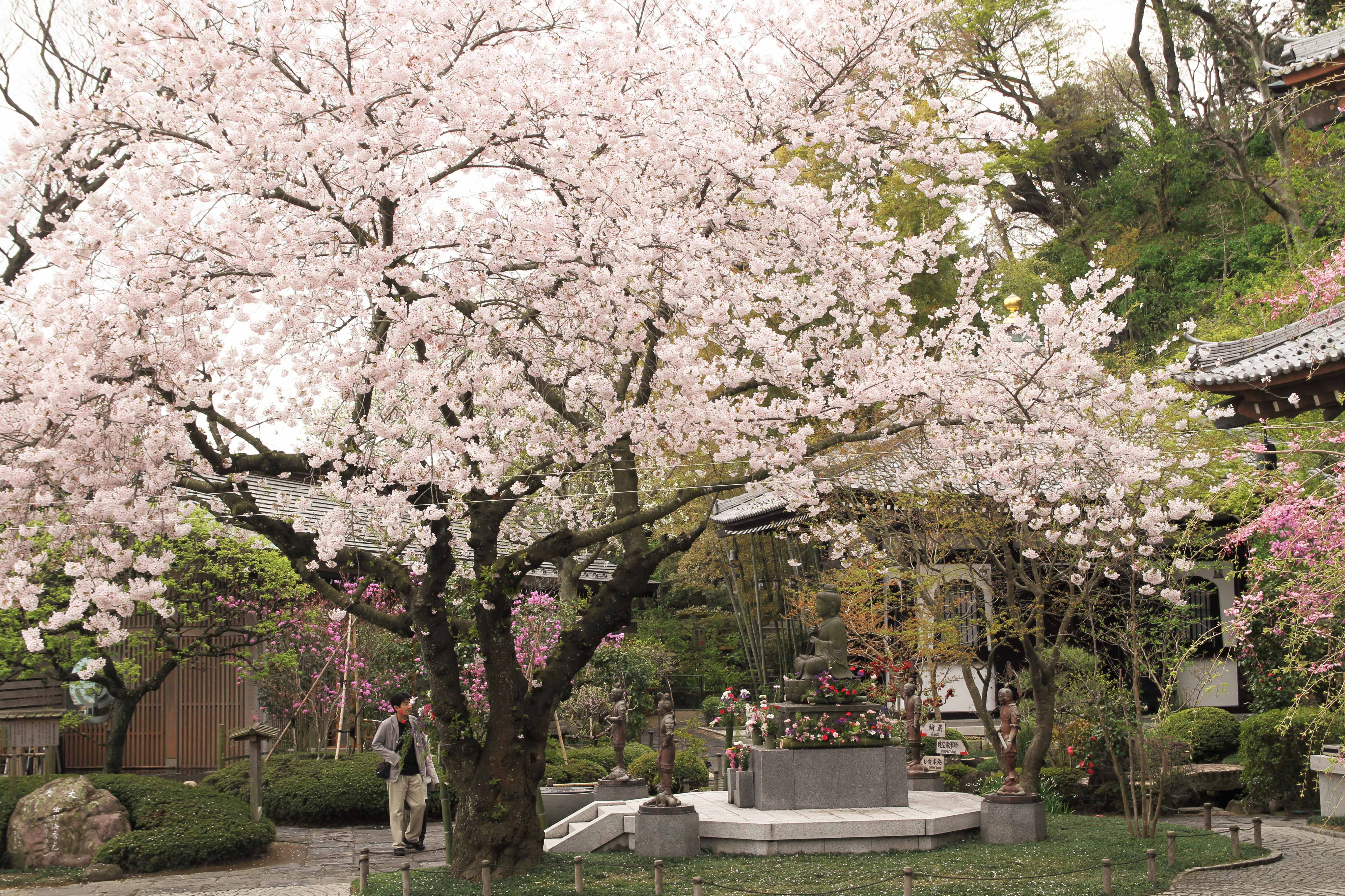 Cherry Blossom, Kamarkura