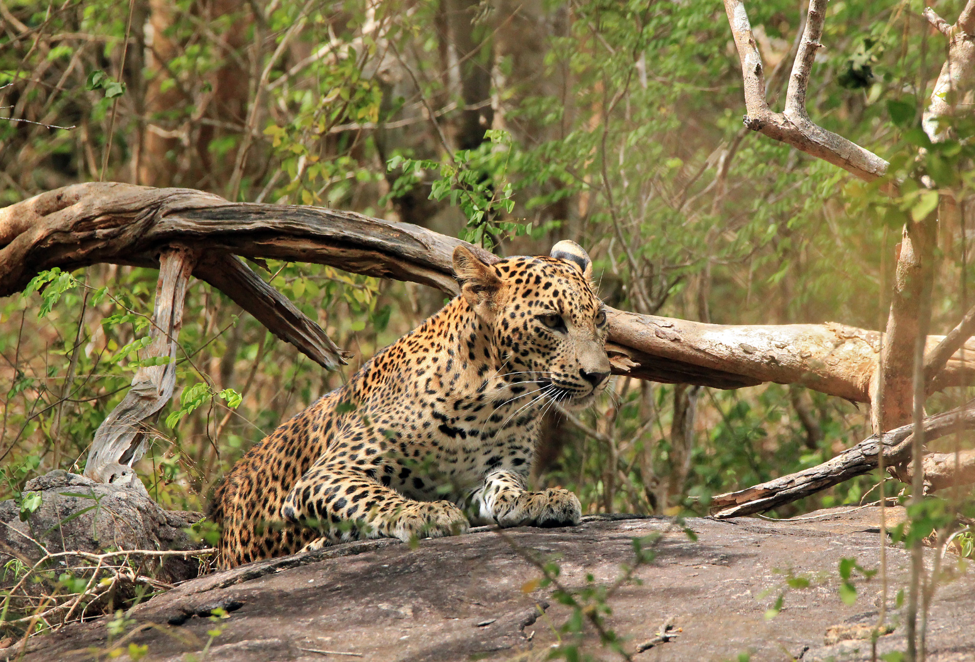 Leopard at Yala National Park, discover sri lanka