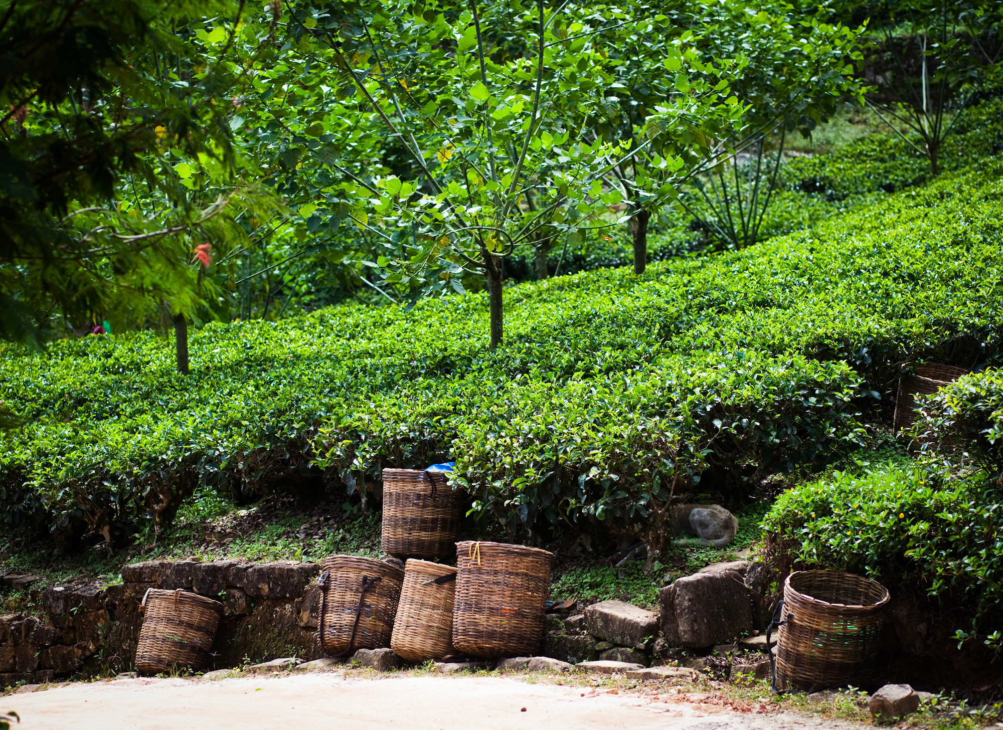 Tea Plantation Nuwara Eliya, discover sri lanka