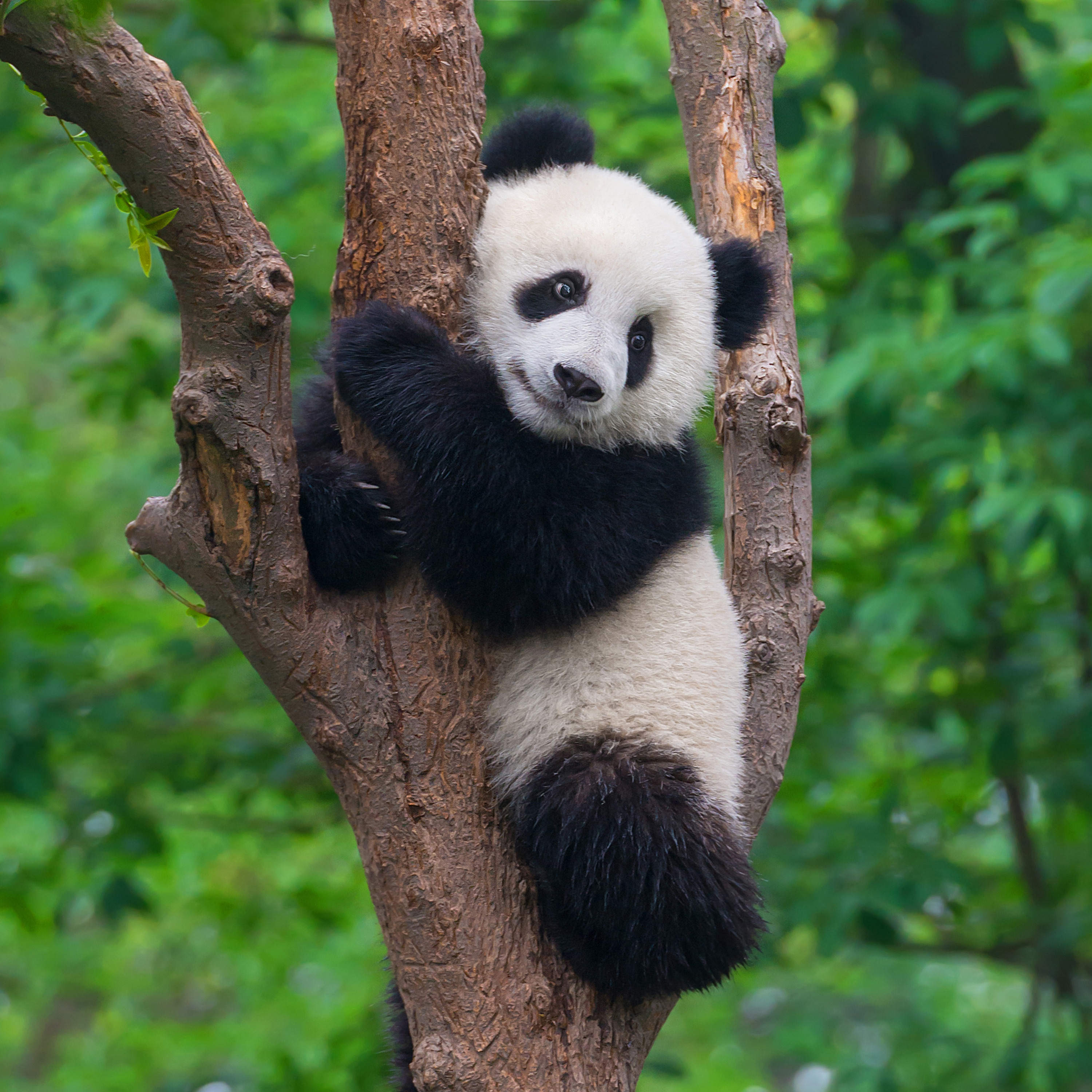 Panda in tree, china
