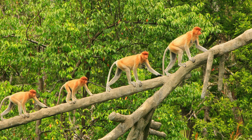 Borneo, wellness tourism