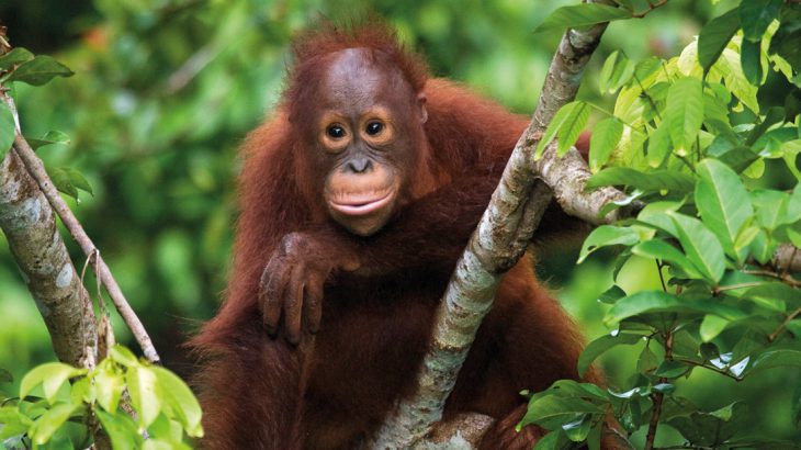 Baby Orangutan, borneo