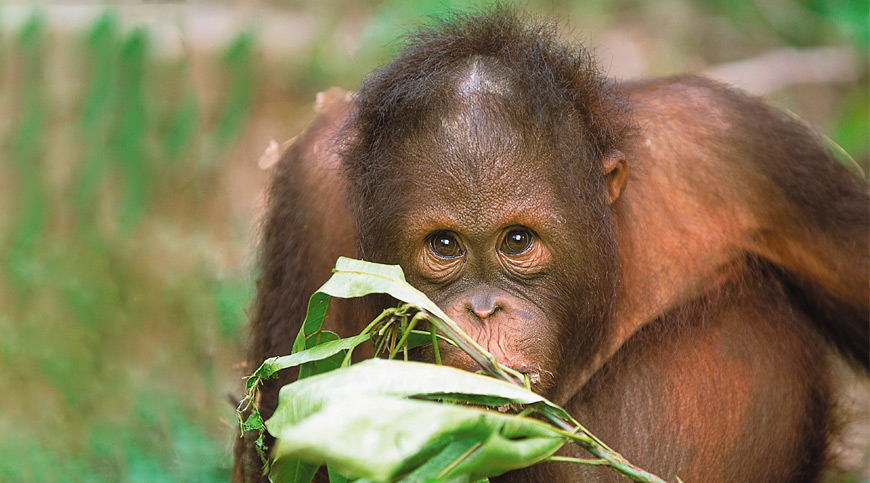 Baby Orangutan, borneo