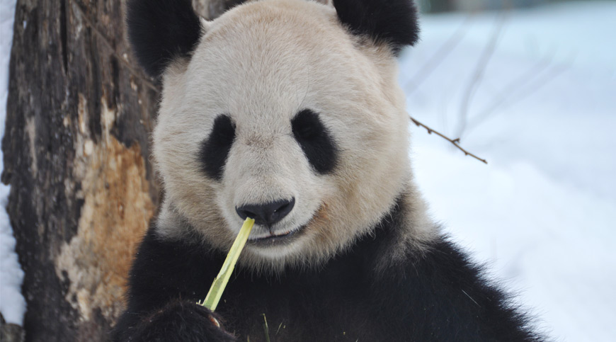 Giant Panda, China, asia winter