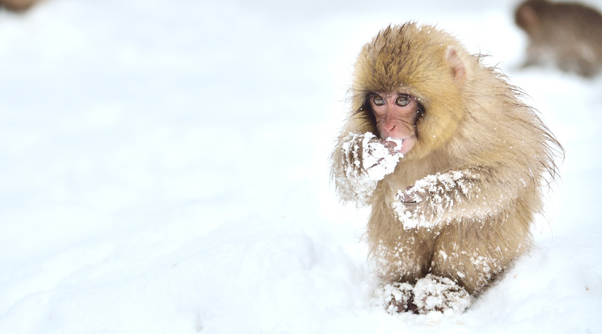 Snow Monkey, Japan, asia winter