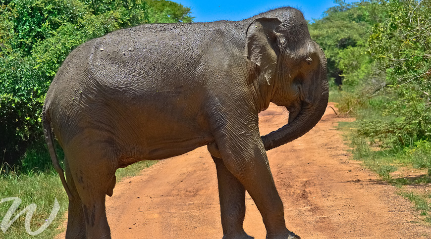 elephants yala national park, wildlife in asia