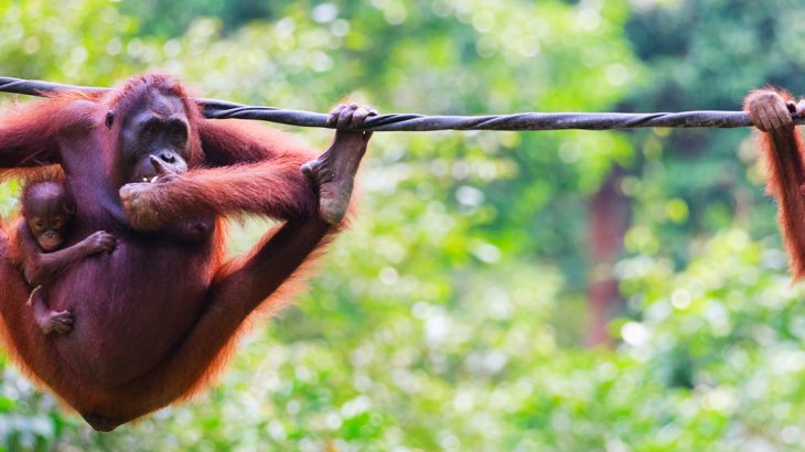 Orangutans in Borneo, wildlife in Asia