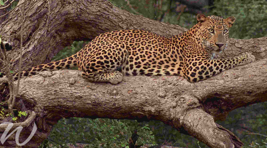 Leopards in Yala National Park, wildlife in asia