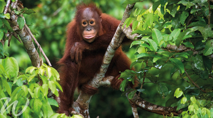 Wise and adorable orangutans of Borneo, wildlife in Asia