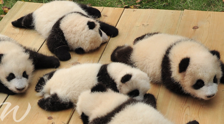 baby pandas in china, wildlife in Asia