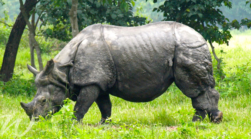 Rare rhinos in Nepal, wildlife in Asia