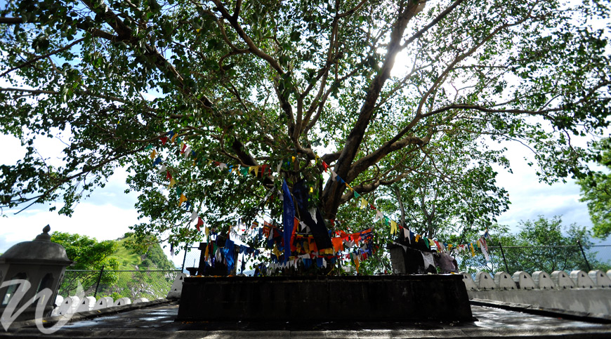 Sacred Bo Tree, Anuradhapura, tour Sri Lanka
