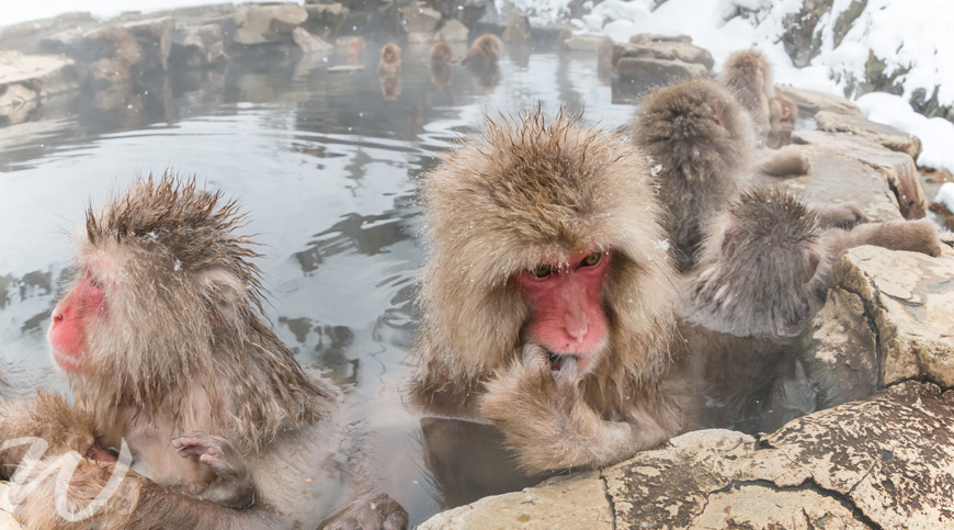 Snow monkeys in japan, wildlife in Asia
