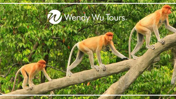 Proboscis Monkeys, tailor-made tour