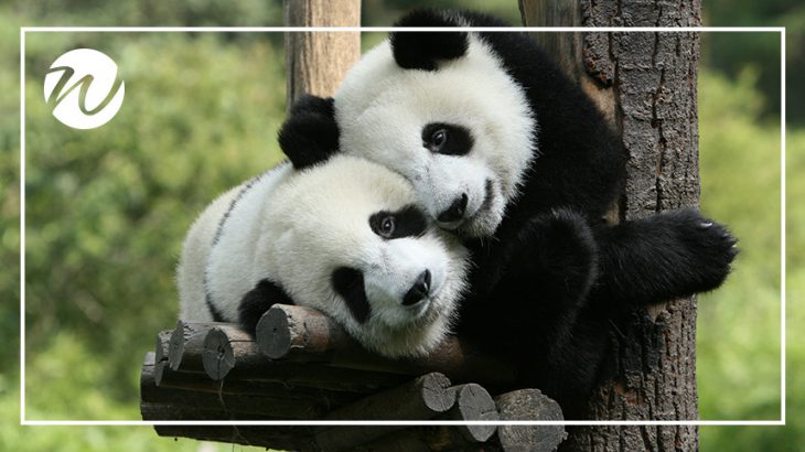 Playful giant pandas