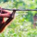Orangutans in Borneo, wildlife in Asia