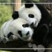 Playful giant pandas