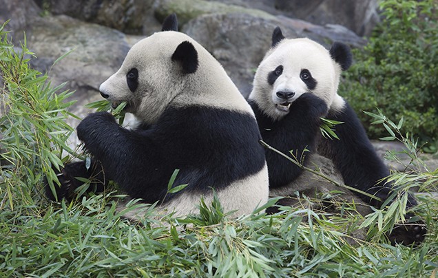 Day 15: Giant Pandas