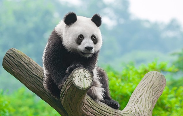 Day 10: Chongqing Panda House