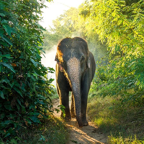 Udawalawe