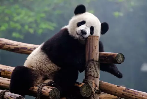 Chengdu Short Stay
