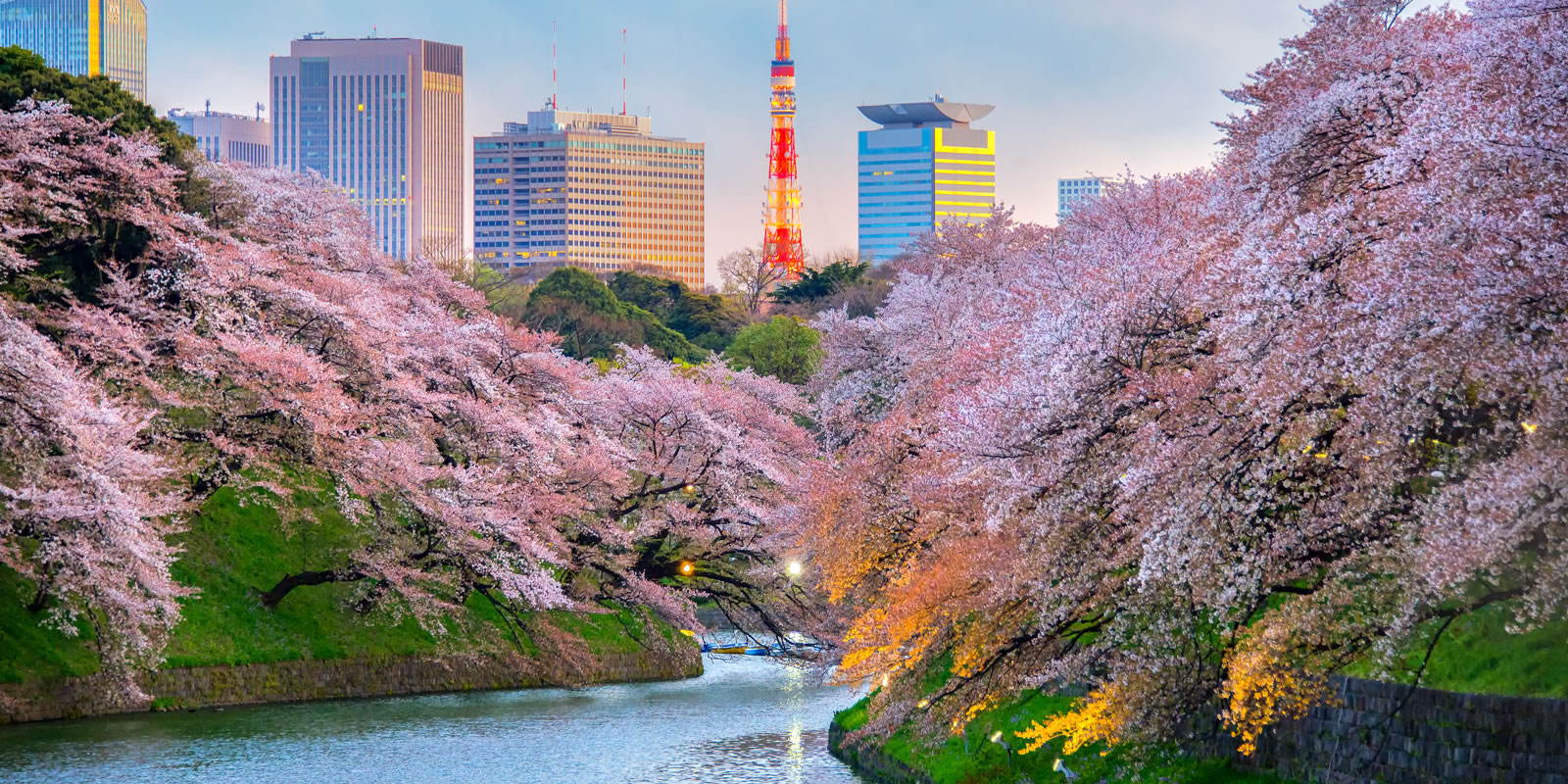 Japan's Cherry Blossom Holidays