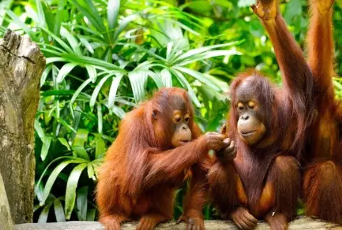Best of Borneo