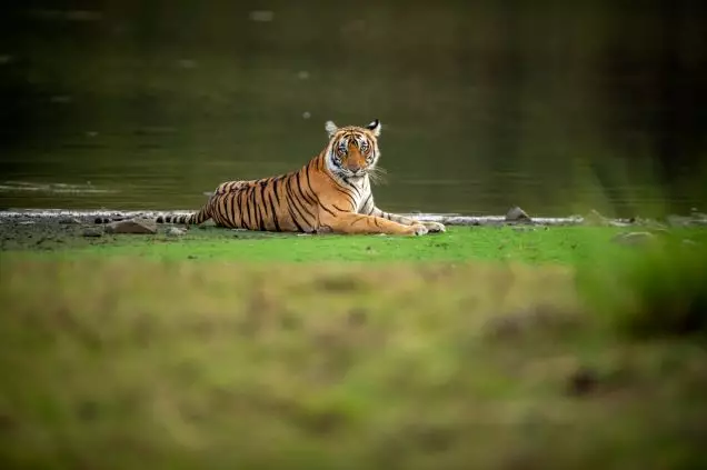 Day 10: Ranthambore National Park