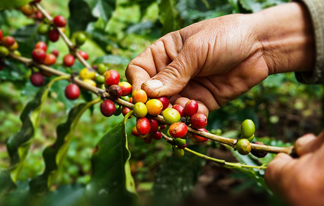 DAY 5: Coffee Plantations