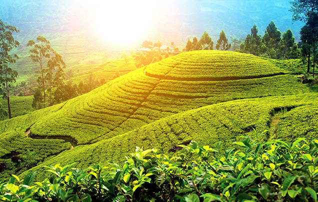 Day 7: Nuwara Eliya