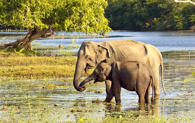 Day 9: Udawalawe