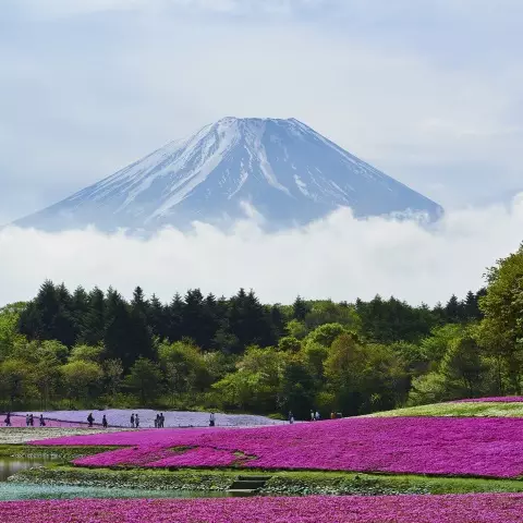 Mt Fuji