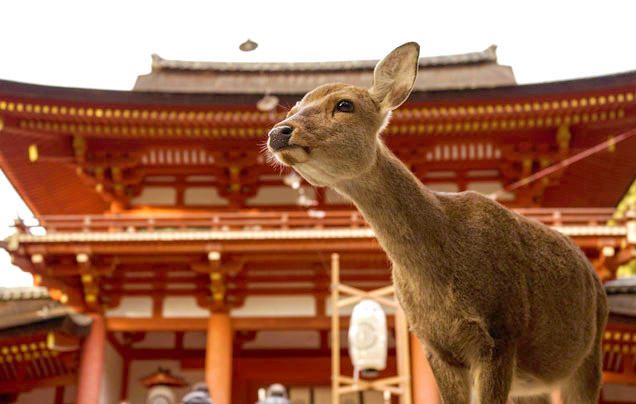 Day 3: Discover Nara