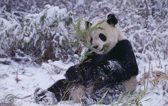 Day 8: New Years Eve with the Pandas