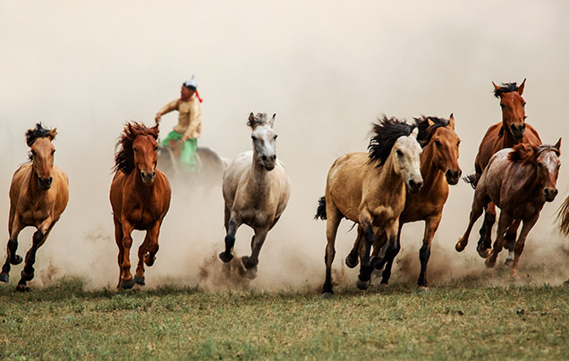 DAY 19: Horse Race