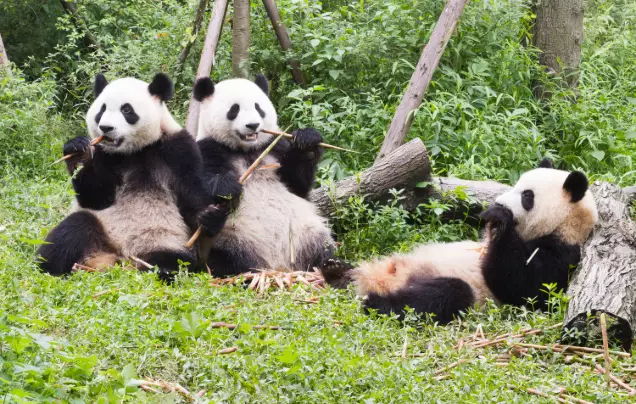 Day 19: Giant Pandas