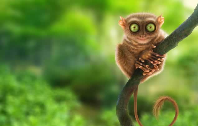 DAY 12: Bohol Countryside Tour