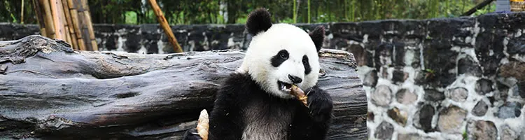 Visit Dujiangyan Panda Base