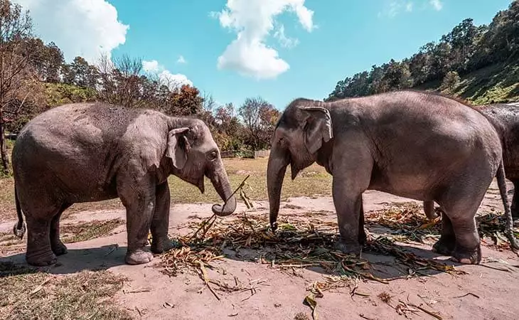 Chiang Mai's Elephant Care Centre
