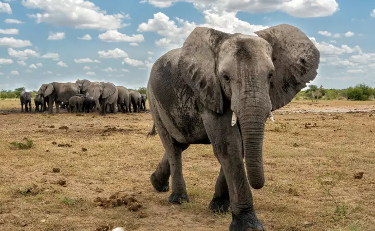 Etosha National Park Safari